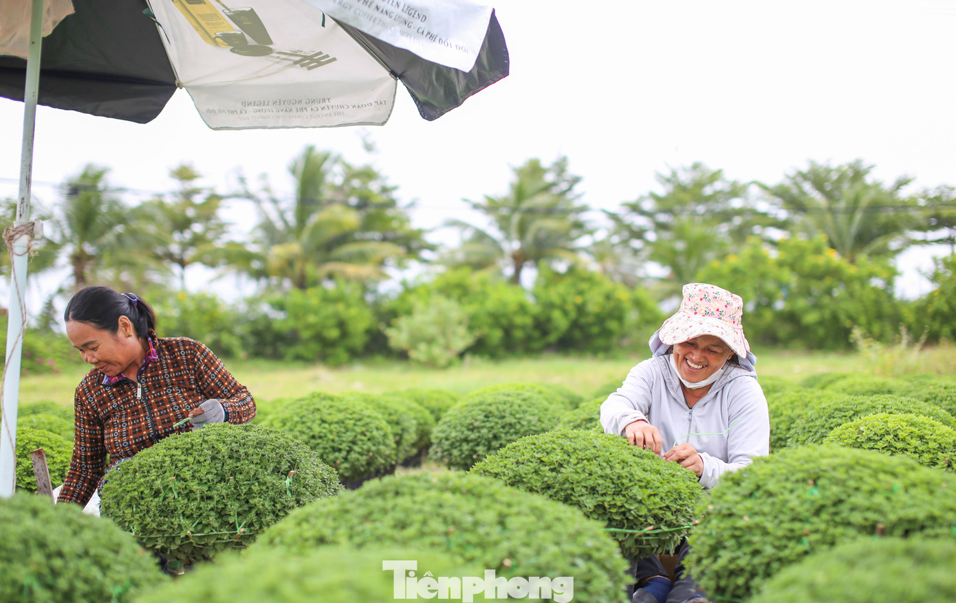 Nhiều loại cúc hứa hẹn được bán ra thị trường hoa Tết tại Bình Định năm nay như đại đóa, mâm xôi, đồng tiền... Ảnh: Trương Định.