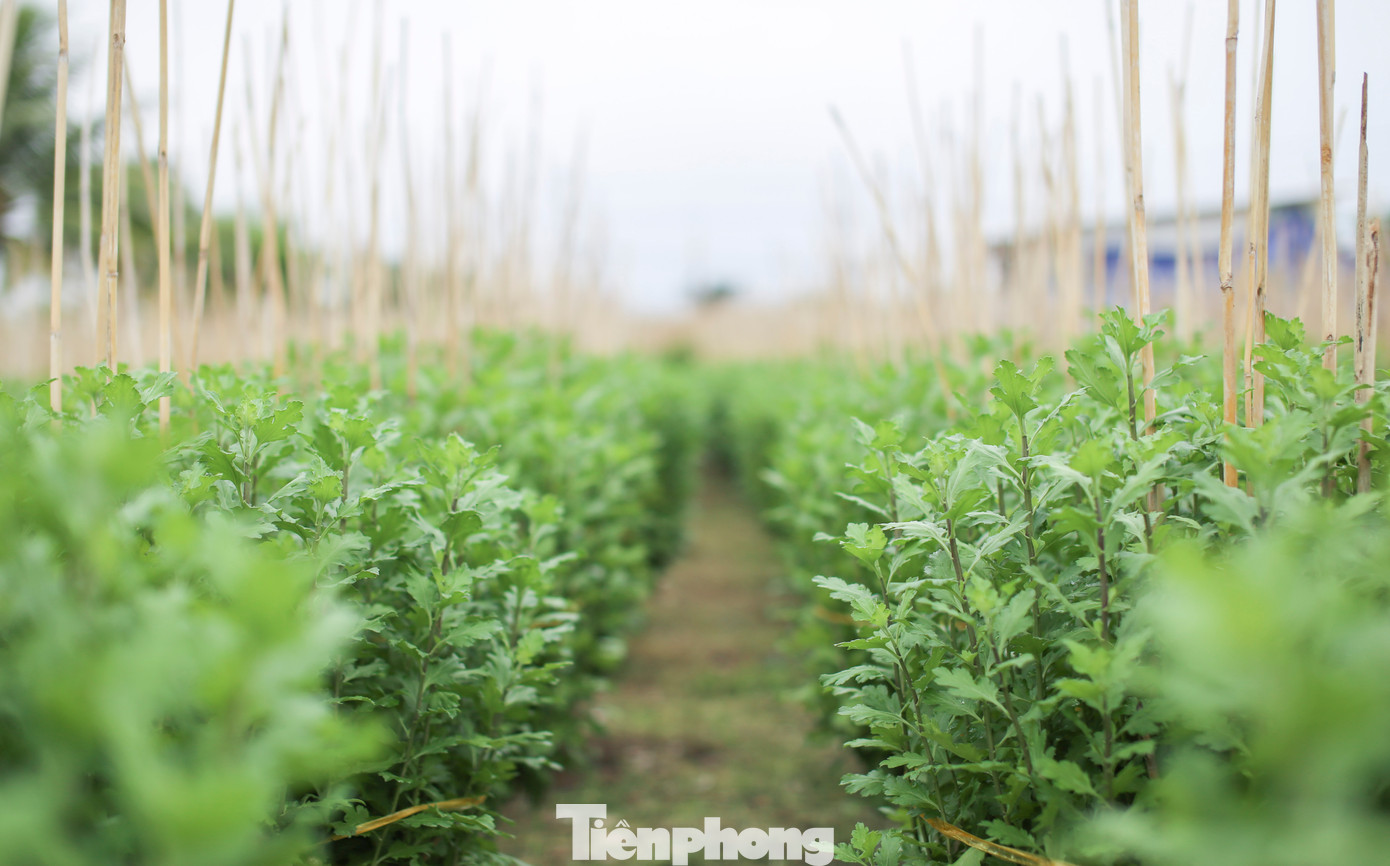 Những chậu cúc mướt xanh chờ phục vụ thị trường Tết. Ảnh: Trương Định.