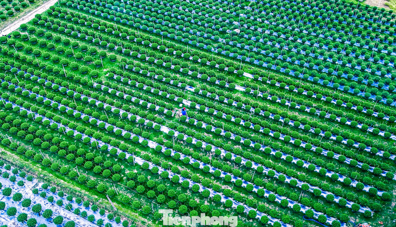 Ngược lên dòng sông Kôn, làng hoa Bình Thành (huyện Tây Sơn, Bình Định) cũng nhộn nhịp không kém. Đây là thời điểm quan trọng, nhà vườn bắt đầu sử dụng kỹ thuật chăm sóc “đặc biệt” giúp hàng nghìn chậu hoa cúc nở vào đúng dịp Tết. Ảnh: Nguyễn Gia.