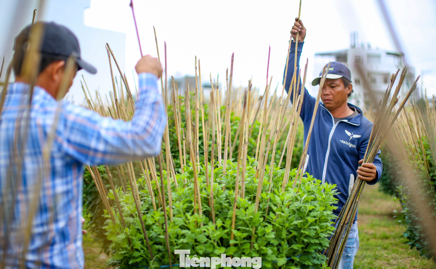 Nhà vườn tất bật với công việc chăm sóc hoa để chuẩn bị tung ra phục vụ thị trường Tết. Ảnh: Trương Định