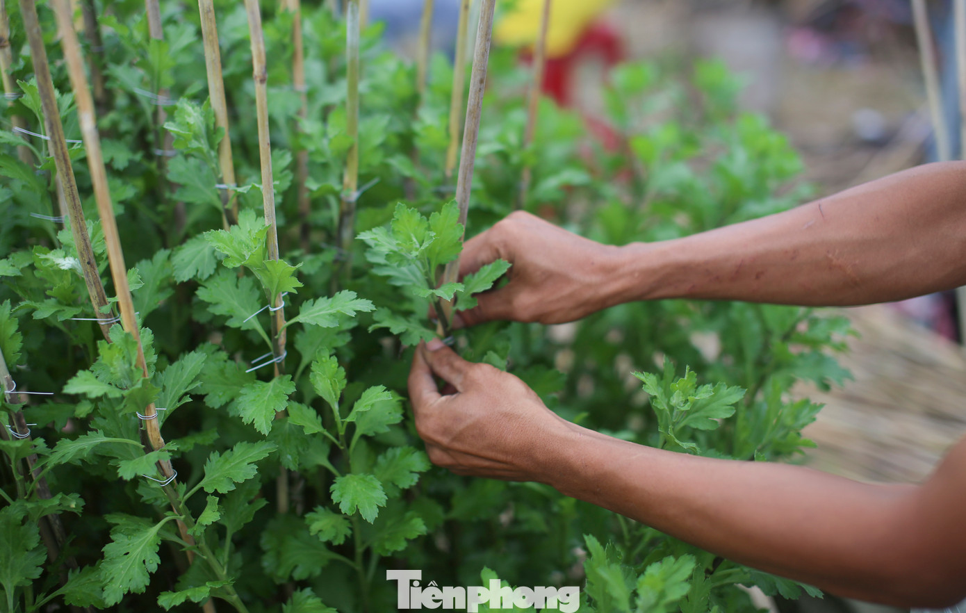 Cũng theo các nhà vườn, trồng hoa Tết không phải chuyện đơn giản, nhẹ nhàng, người trồng hoa đa phần tự rút ra kinh nghiệm từ thực tế của mình. Công việc đòi hỏi phải chăm chút, tỉ mẩn, yêu thương chăm sóc, có vậy mới cho ra những chậu hoa tốt tươi. Ảnh: Trương Định.