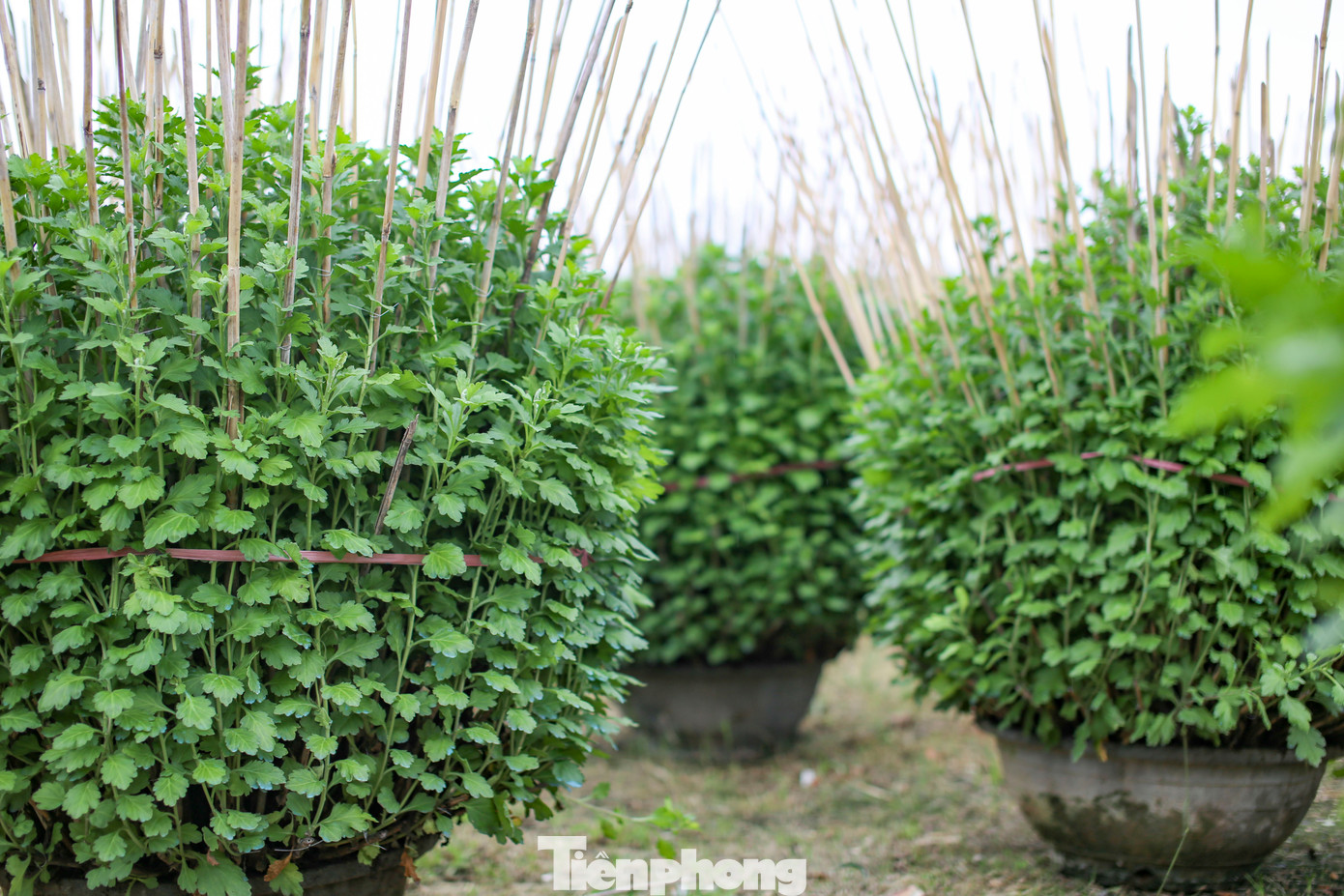 “Mọi năm, vào khoảng 22 tháng Chạp là bắt đầu xuất bán ra thị trường. Một phần thương lái tự tìm đến vườn chọn mua, phần còn lại gia đình cũng thuê mặt bằng trên đường Nguyễn Tất Thành để đưa hoa xuống bán. Đến giờ thời tiết tương đối thuận lợi, còn thời tiết đến lúc đó không biết thế nào, cũng mong thuận lợi để nhà vườn có một cái Tết đủ đầy”, bà Xuân chia sẻ. Ảnh: Trương Định.