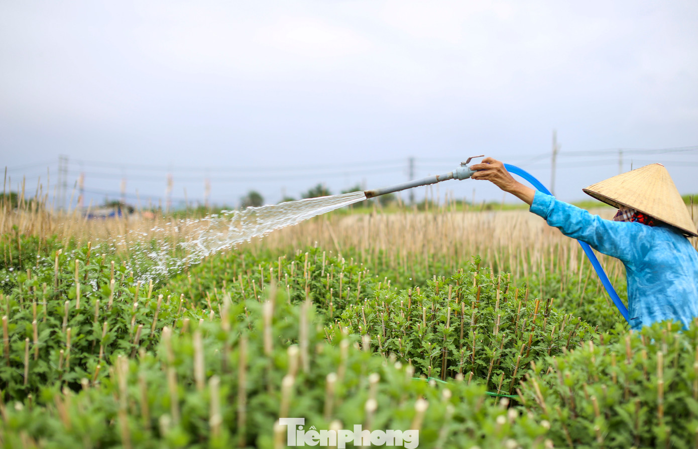 Bà Lê Thị Thanh Xuân (70 tuổi) cho hay, gia đình bà đã hơn 30 năm trồng hoa Tết, vụ năm nay gia đình bà trồng 800 chậu, từ lúc xuống giống đến nay thời tiết tương đối thuận lợi, cây phát triển tốt, nụ nhiều. Để kịp hoa bán Tết, những ngày qua, ngoài lao động trong nhà, bà phải thuê thêm 6 người để cắm cọc. Ảnh: Trương Định.