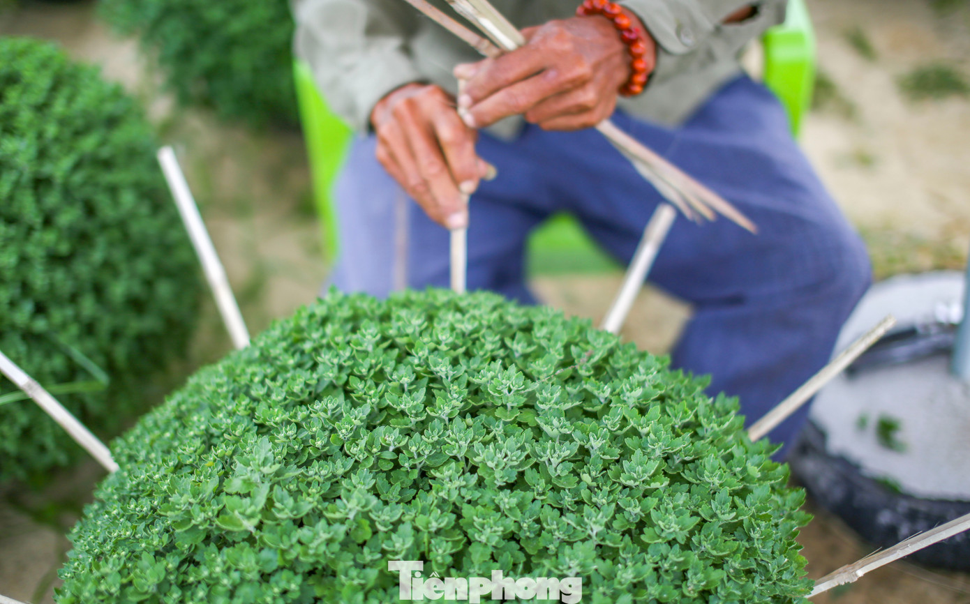 Cúc mâm xôi tại phường Đống Đa (TP. Quy Nhơn) chờ ngày tung ra thị trường hoa Tết. Ảnh: Trương Định.