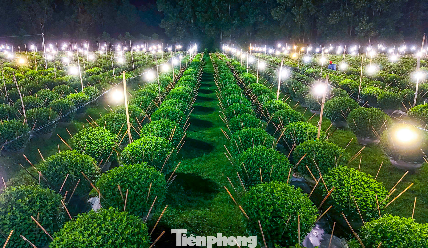 Ông Lê Cường (55 tuổi, xã Bình Thành) cho biết, mỗi năm vào vụ Tết, gia đình trồng gần 1.000 chậu hoa cúc phục vụ Tết. Để có vụ hoa kịp Tết, người trồng hoa bên cạnh kinh nghiệm, thì việc chong đèn cũng phải lựa thời gian phù hợp. Theo ông Cường, việc chong đèn xuyên đêm nhằm làm cho cây cúc luôn thức, vì khi “ngủ” cây sẽ ra búp; khi nào muốn cây ra búp đúng theo dịp Tết thì tiến hành cắt điện, không thắp sáng nữa. Ảnh: Nguyễn Gia.