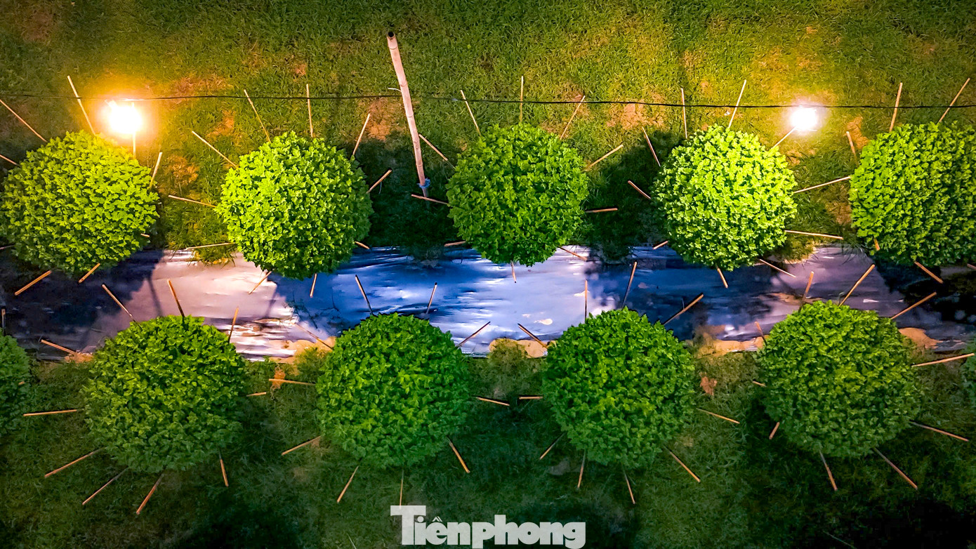 Bình Định đang là mùa mưa, trời nhanh tối, khoảng hơn 18h, các nhà vườn hoa cúc tại làng hoa Bình Thành bắt đầu sáng trưng ánh đèn, một không gian vùng quê trở nên lung linh, rực rỡ. Ảnh: Nguyễn Gia.