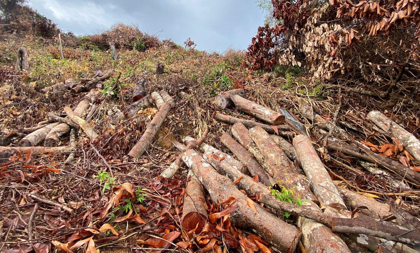 Cây gỗ được cắt thành khúc nằm la liệt. Ảnh: X.P Cây gỗ được cắt thành khúc nằm la liệt. Ảnh: X.P