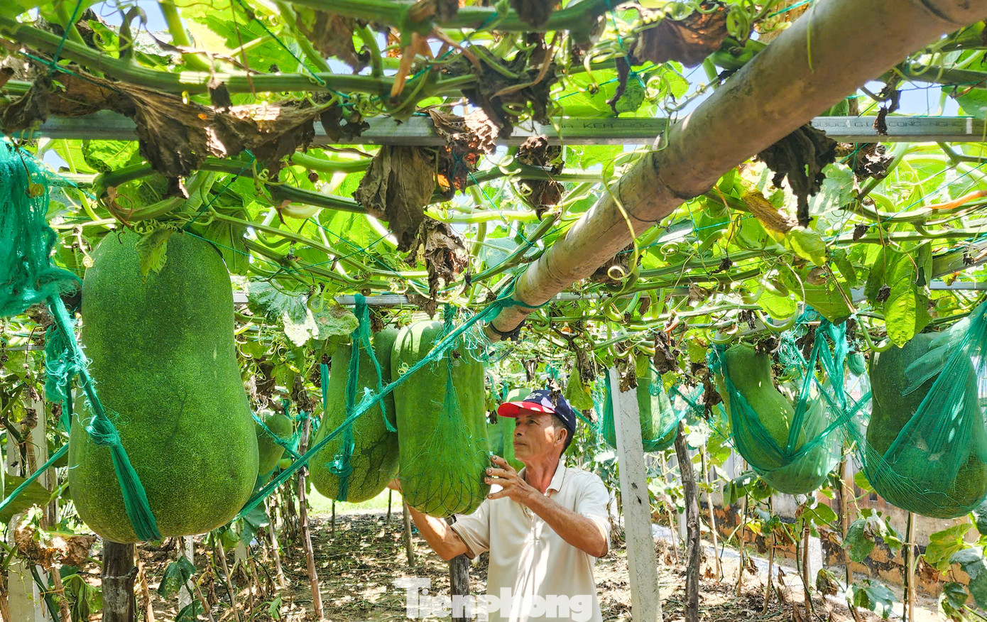 Ông Biên chăm sóc vườn bí đao của mình. Ảnh: Trương Định Ông Biên chăm sóc vườn bí đao của mình. Ảnh: Trương Định