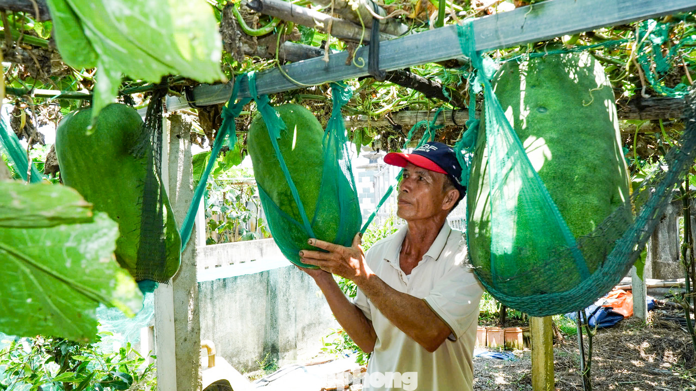Vì sức nặng của quả bí người dân phải dùng lưới để neo bí trên giàn. Ảnh: Trương Định Vì sức nặng của quả bí người dân phải dùng lưới để neo bí trên giàn. Ảnh: Trương Định