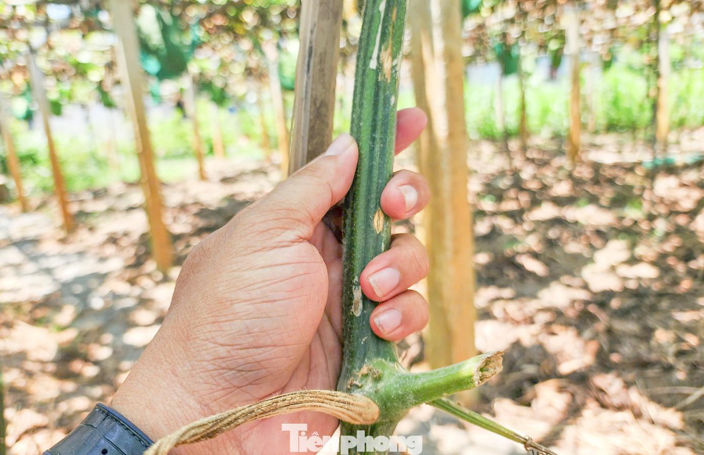 Dây bí đao. Ảnh: Trương Định Dây bí đao. Ảnh: Trương Định