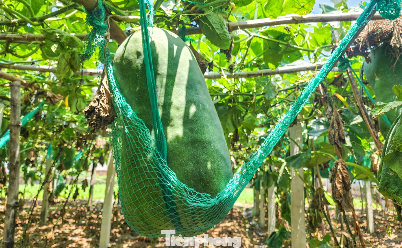 Những quả bí đao "khổng lồ" cân nặng đến nửa tạ. Ảnh: Trương Định Những quả bí đao "khổng lồ" cân nặng đến nửa tạ. Ảnh: Trương Định
