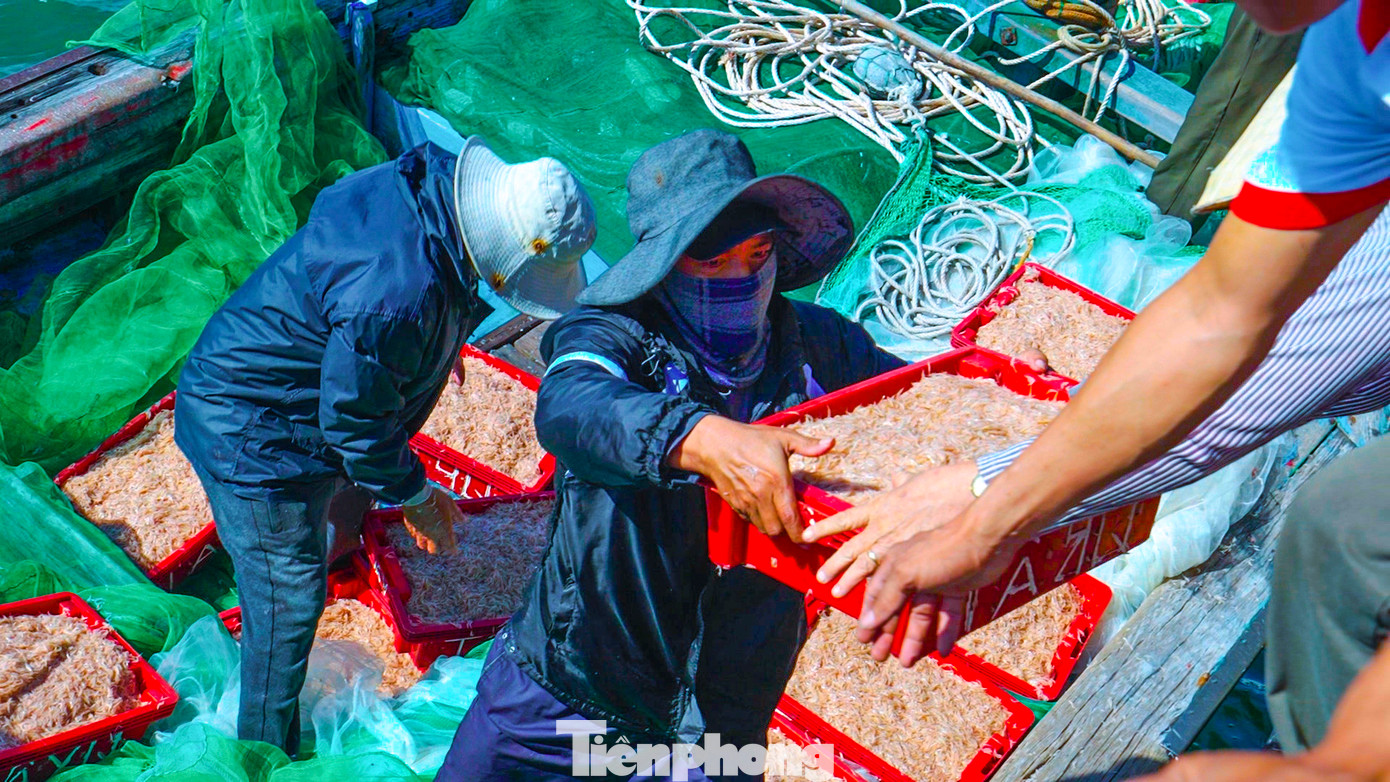 Ruốc sau khi được đánh bắt mang vào bờ cũng được thương lái thu mua nhanh chóng.