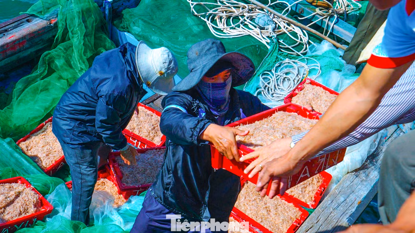 Ruốc sau khi được đánh bắt mang vào bờ cũng được thương lái thu mua nhanh chóng.