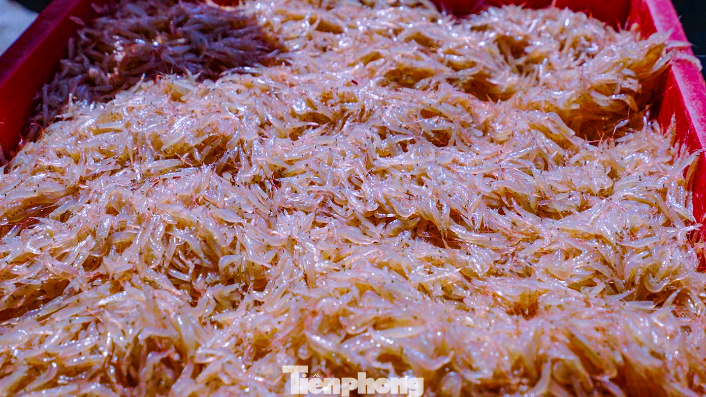 Hiện tại giá ruốc không phải là cao, dao động từ 18 - 23 ngàn đồng/kg. Sau mỗi chuyến ra khơi vài giờ đồng hồ, mỗi thuyền ngư dân đánh bắt được 3 - 4 tạ ruốc.