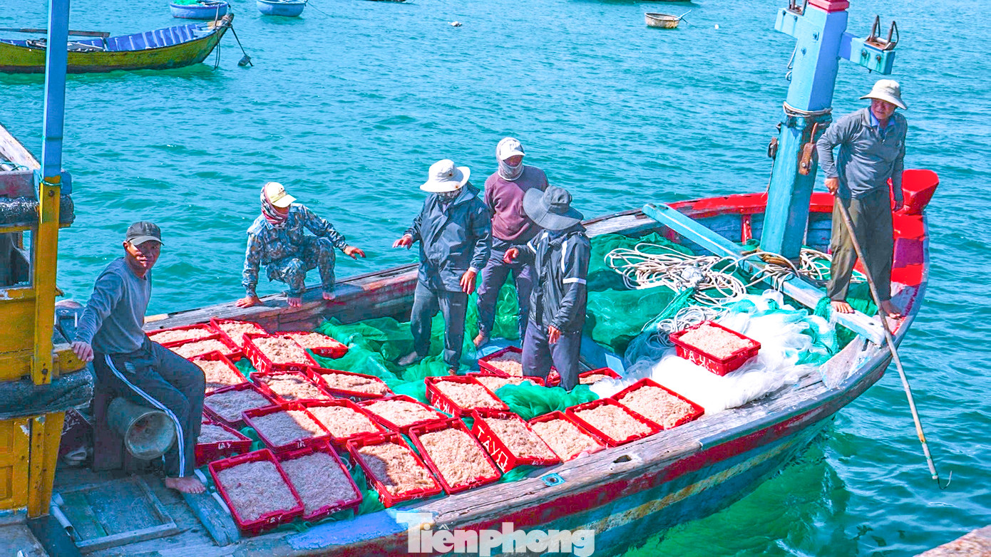 Sau vài giờ ra khơi, những chiếc tàu chở theo những sọt ruốc biển đỏ au, tươi rói cùng niềm vui được ‘lộc biển’.