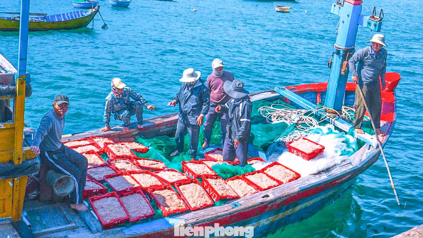Sau vài giờ ra khơi, những chiếc tàu chở theo những sọt ruốc biển đỏ au, tươi rói cùng niềm vui được ‘lộc biển’.