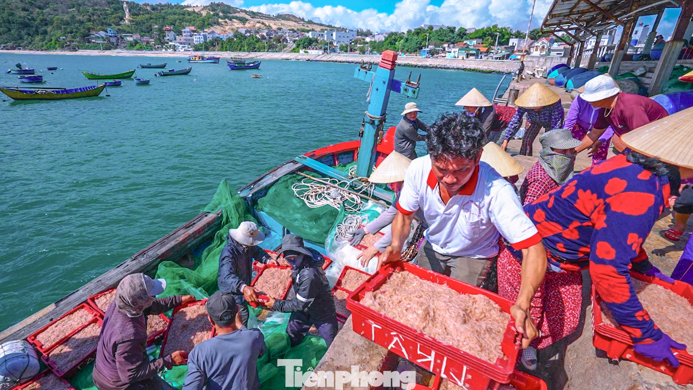 Theo ngư dân, ruốc nằm ở độ sâu 5 - 7m so với mặt nước biển rất khó phát hiện, phải kinh nghiệm nhìn 'màu ruốc' để đánh bắt.