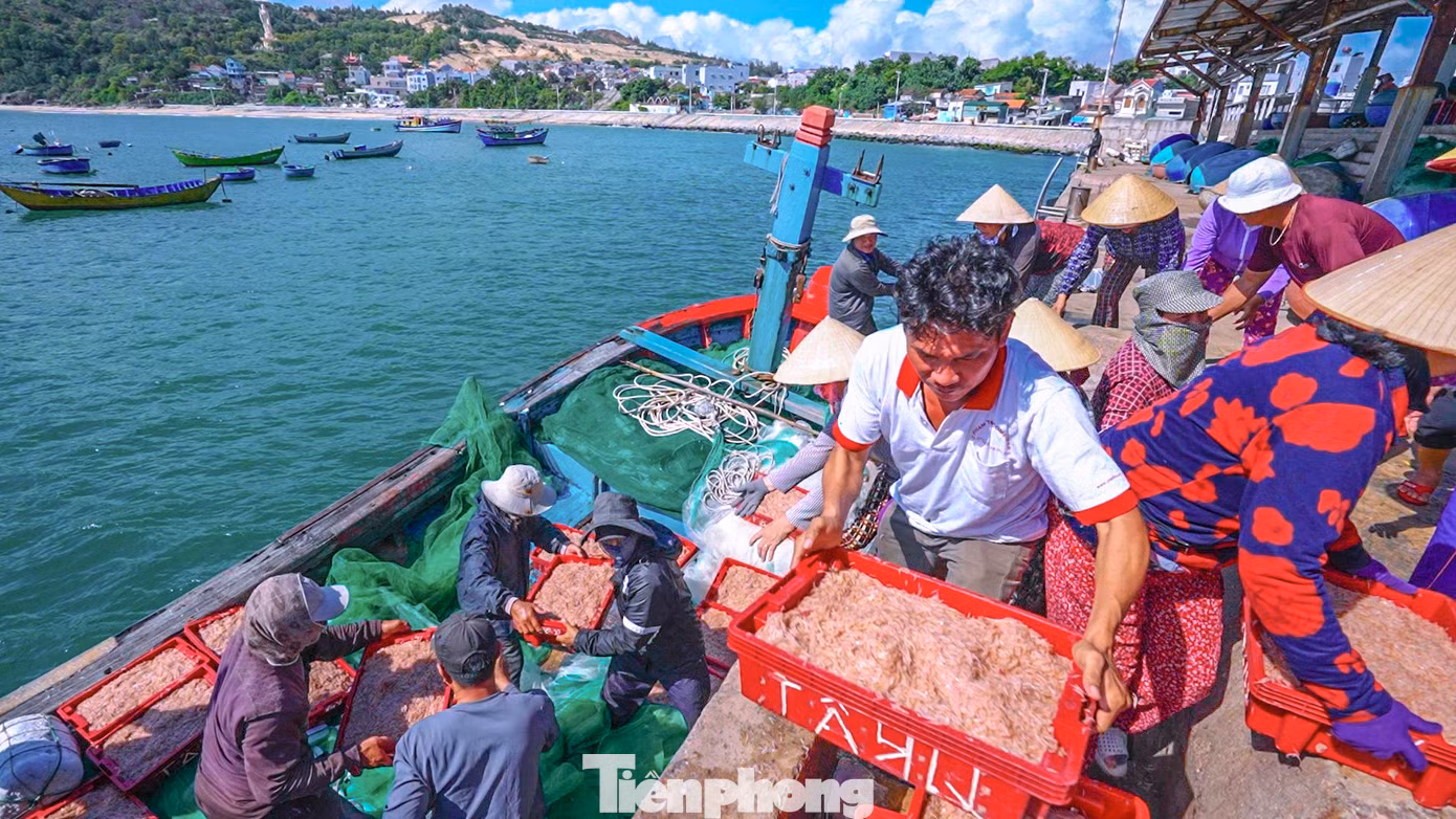 Theo ngư dân, ruốc nằm ở độ sâu 5 - 7m so với mặt nước biển rất khó phát hiện, phải kinh nghiệm nhìn 'màu ruốc' để đánh bắt.