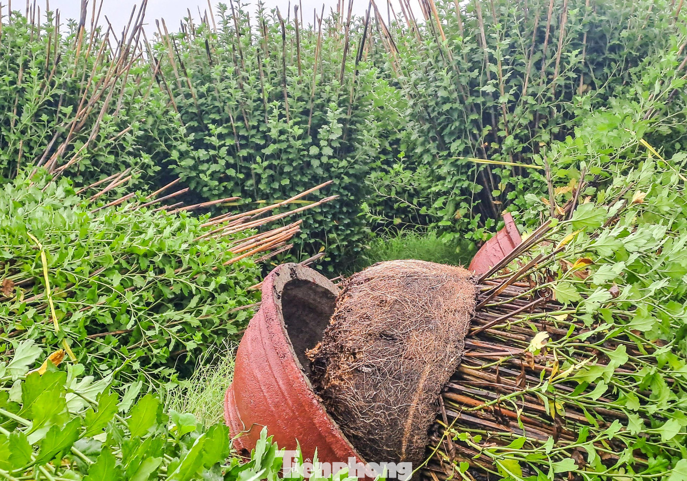 Có thâm niên trồng cúc hơn 30 năm nay, bà Nguyễn Thị Ngọc Dung (61 tuổi) cho biết, bà chưa bao giờ gặp trường hợp này. Vườn của bà vụ Tết này có khoảng hơn 400 chậu xuất bán ra thị trường, tuy nhiên đợt gió lớn từ đêm qua tới sáng nay đã quật ngã hơn 100 chậu, gia đình phải thuê thêm người để dựng các chậu hoa cúc đứng dậy. Ảnh: Trương Định Có thâm niên trồng cúc hơn 30 năm nay, bà Nguyễn Thị Ngọc Dung (61 tuổi) cho biết, bà chưa bao giờ gặp trường hợp này. Vườn của bà vụ Tết này có khoảng hơn 400 chậu xuất bán ra thị trường, tuy nhiên đợt gió lớn từ đêm qua tới sáng nay đã quật ngã hơn 100 chậu, gia đình phải thuê thêm người để dựng các chậu hoa cúc đứng dậy. Ảnh: Trương Định