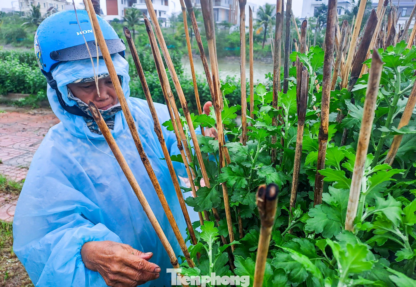 Cũng theo bà Dung, nếu tiếp tục gió lớn như thế này thì không cách nào chèn chống được. Những chậu ngã đổ khiến lá, búp bị dập khi gặp trời nắng sẽ bị hư ngay. Ảnh: Trương Định Cũng theo bà Dung, nếu tiếp tục gió lớn như thế này thì không cách nào chèn chống được. Những chậu ngã đổ khiến lá, búp bị dập khi gặp trời nắng sẽ bị hư ngay. Ảnh: Trương Định