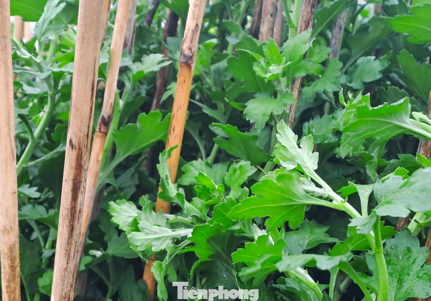 Thân cây hoa cúc bị xiêu vẹo sau khi bị ngã đổ. Ảnh: Trương Định Thân cây hoa cúc bị xiêu vẹo sau khi bị ngã đổ. Ảnh: Trương Định