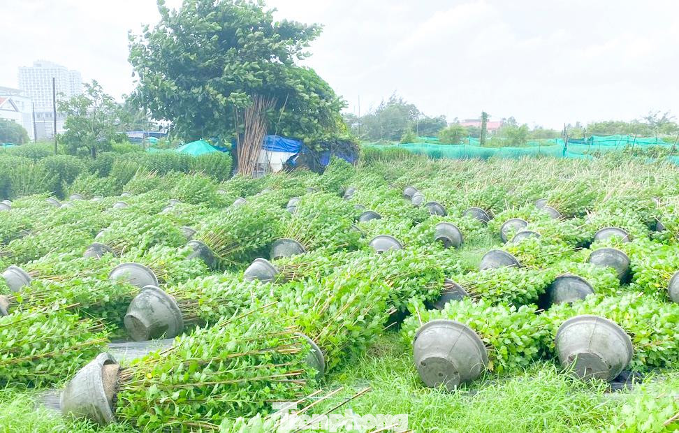 Gió lớn cũng đã quật ngã nhiều chậu hoa cúc vụ Tết của người dân địa phương tại phường 9, TP Tuy Hòa (Phú Yên). Ảnh: Mạnh Hạo Gió lớn cũng đã quật ngã nhiều chậu hoa cúc vụ Tết của người dân địa phương tại phường 9, TP Tuy Hòa (Phú Yên). Ảnh: Mạnh Hạo