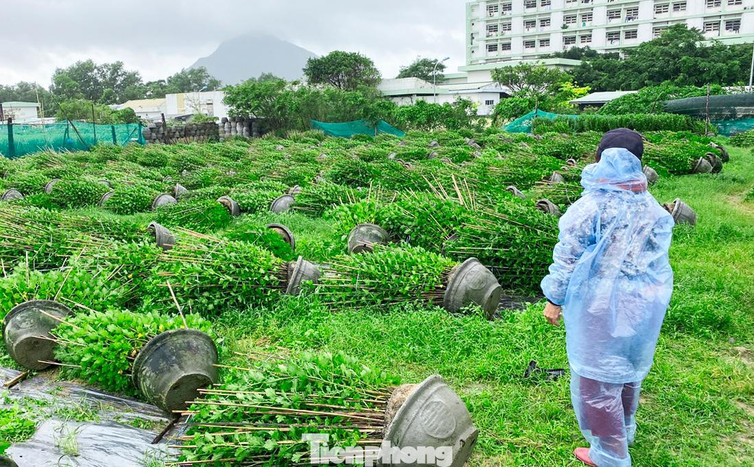 Vườn hoa cúc bị gió quật ngã nằm la liệt. Ảnh: Mạnh Hạo Vườn hoa cúc bị gió quật ngã nằm la liệt. Ảnh: Mạnh Hạo