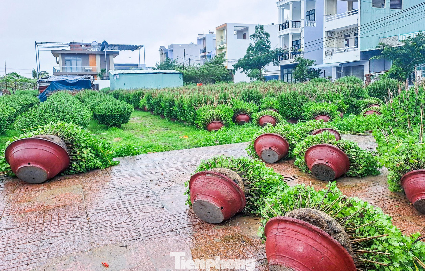 Ông Huỳnh Tấn Lễ (67 tuổi, phường Đống Đa, TP Quy Nhơn) cho biết, vụ Tết năm nay vườn của ông có khoảng 600 chậu xuất bán. Tuy nhiên, bắt đầu từ chiều tối qua đến sáng nay (18/12) gió gào rú, quét mạnh đã quật ngã khoảng 300 chậu, gia đình phải bỏ công dựng các chậu đứng dậy, cắm cọc trở lại. Ảnh: Trương Định Ông Huỳnh Tấn Lễ (67 tuổi, phường Đống Đa, TP Quy Nhơn) cho biết, vụ Tết năm nay vườn của ông có khoảng 600 chậu xuất bán. Tuy nhiên, bắt đầu từ chiều tối qua đến sáng nay (18/12) gió gào rú, quét mạnh đã quật ngã khoảng 300 chậu, gia đình phải bỏ công dựng các chậu đứng dậy, cắm cọc trở lại. Ảnh: Trương Định