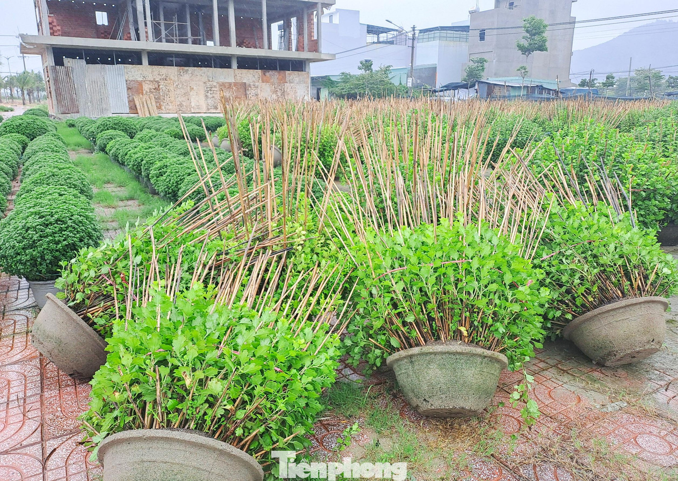 Các chậu hoa cúc bán Tết bị gió quật ngã nằm la liệt. Ảnh: Trương Định Các chậu hoa cúc bán Tết bị gió quật ngã nằm la liệt. Ảnh: Trương Định