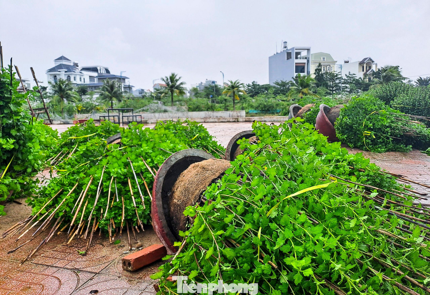 Những chậu hoa cúc vụ Tết bị gió quật ngã nằm la liệt. Ảnh: Trương Định Những chậu hoa cúc vụ Tết bị gió quật ngã nằm la liệt. Ảnh: Trương Định