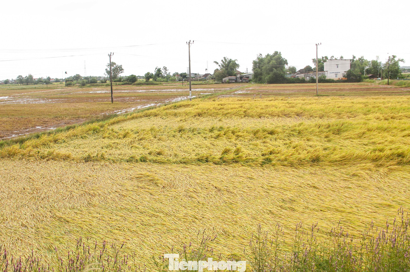 Những đám ruộng bị đổ ngã, ngập nước. Ảnh: Trương Định