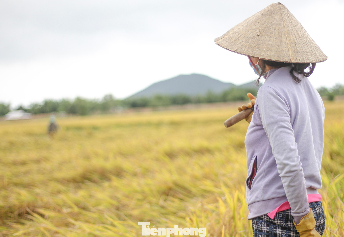 Người dân ra đồng thu gặt lúa.