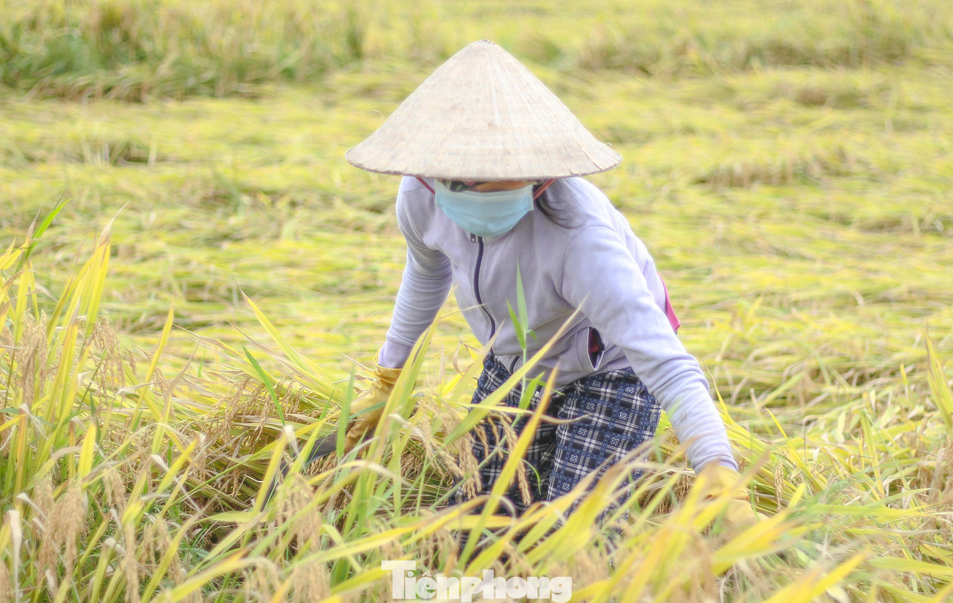 Bà Lê Thị Mỹ Hạnh (47 tuổi, phường Nhơn Hưng, TX An Nhơn, Bình Định) cho hay, vụ này gia đình bà gieo sạ 7 sào, hiện lúa cũng đã chín bắt đầu thu hoạch. Tuy nhiên đợt mưa bất thường vừa rồi đã khiến lúa ngã đổ hết.