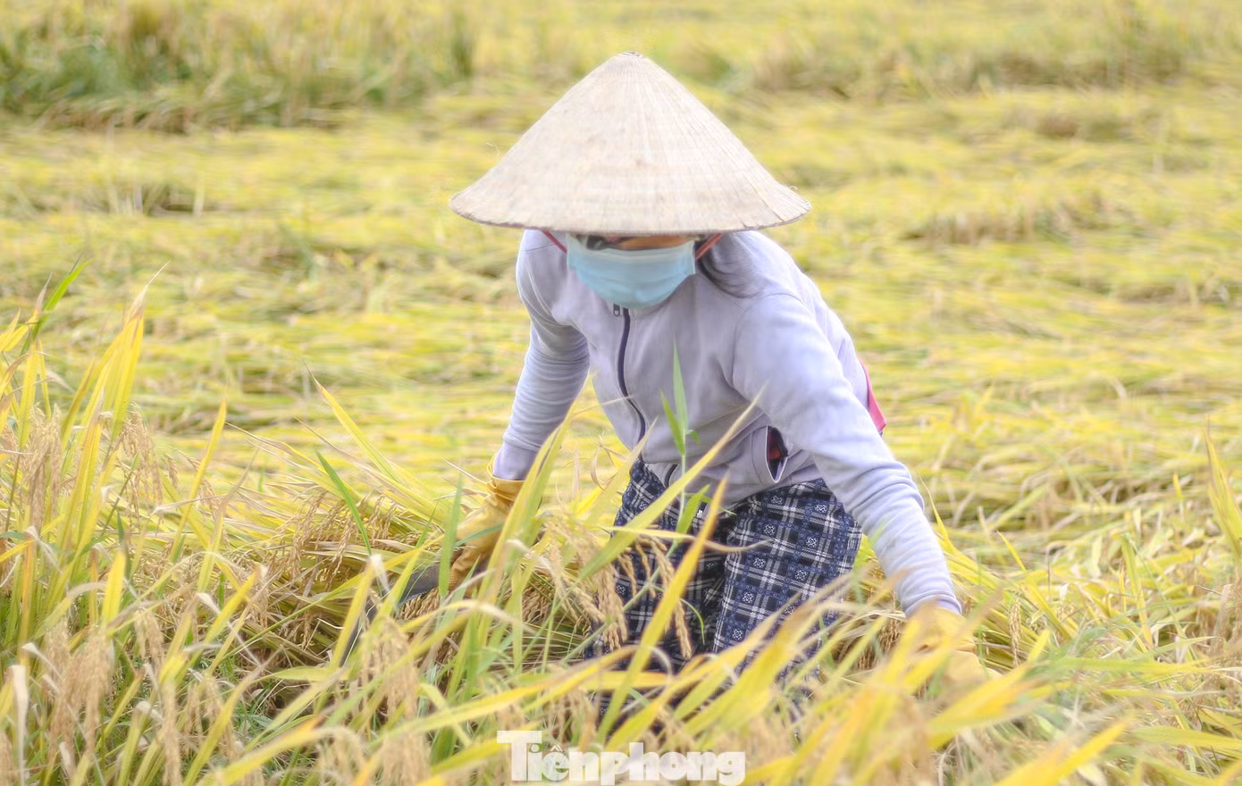 Bà Lê Thị Mỹ Hạnh (47 tuổi, phường Nhơn Hưng, TX An Nhơn, Bình Định) cho hay, vụ này gia đình bà gieo sạ 7 sào, hiện lúa cũng đã chín bắt đầu thu hoạch. Tuy nhiên đợt mưa bất thường vừa rồi đã khiến lúa ngã đổ hết.
