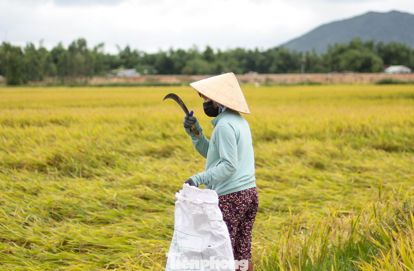Theo người dân, lúa ngã đổ khiến năng suất giảm, chi phí tăng, tiến độ thu hoạch chậm. Ảnh: Trương Định