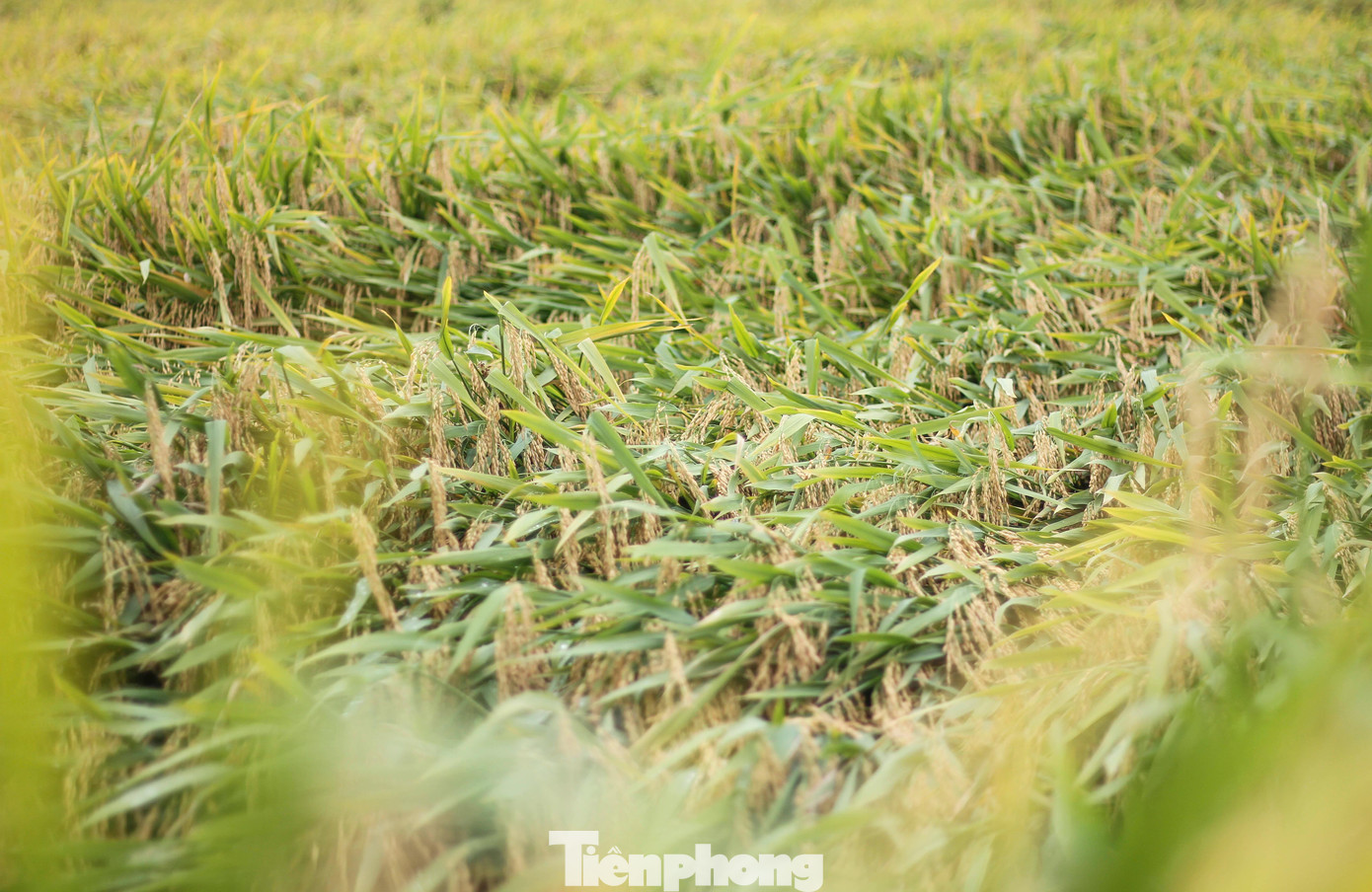 Tuy nhiên, có nhiều mảnh ruộng lúa bị đổ ngã hoàn toàn, nằm trơ trọi giữa đồng vẫn chưa được thu gặt. Theo người dân, lúa ngã đổ khiến năng suất giảm, chi phí tăng, tiến độ thu hoạch chậm. Ảnh: Trương Định