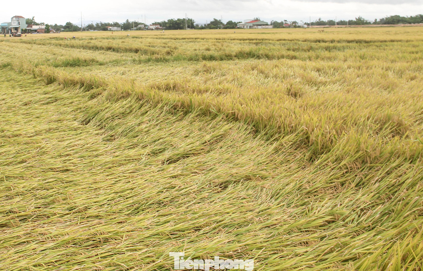 “Đáng lẽ lúa cắt sớm chứ chín hết rồi nhưng bữa giờ mưa quá nên không cắt được. Mọi năm đâu có như thế này. Giờ lúa ngã, nằm sát ruộng máy có cắt cũng sót nhiều, rồi chạy dậm xuống lấm bùn đất, rụng hết. Giờ cũng phải bỏ công ra dùng liềm để phụ vớt những chỗ ngã đổ nặng”, bà Hạnh chia sẻ. Ảnh: Trương Định