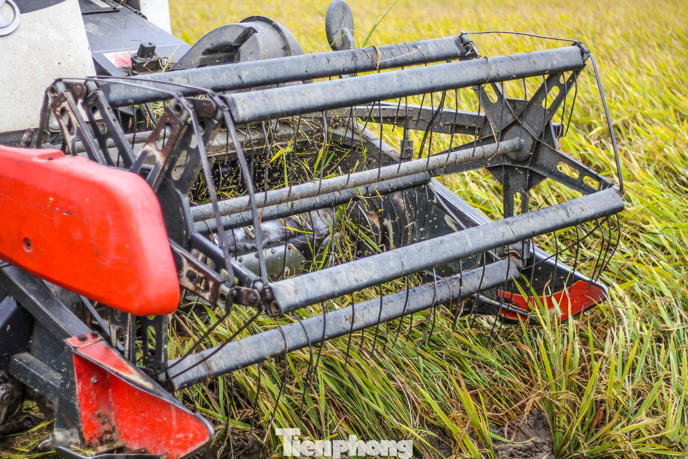 Tranh thủ thời tiết khô ráo, người dân một số nơi trên địa bàn tỉnh Bình Định xuống đồng thu hoạch lúa. Ảnh: Trương Định