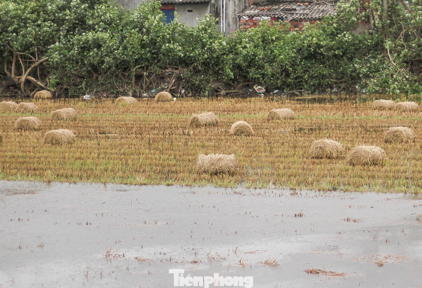 Những cuộn rơm được bỏ lại giữa đồng sau khi thu hoạch. Ảnh: Trương Định