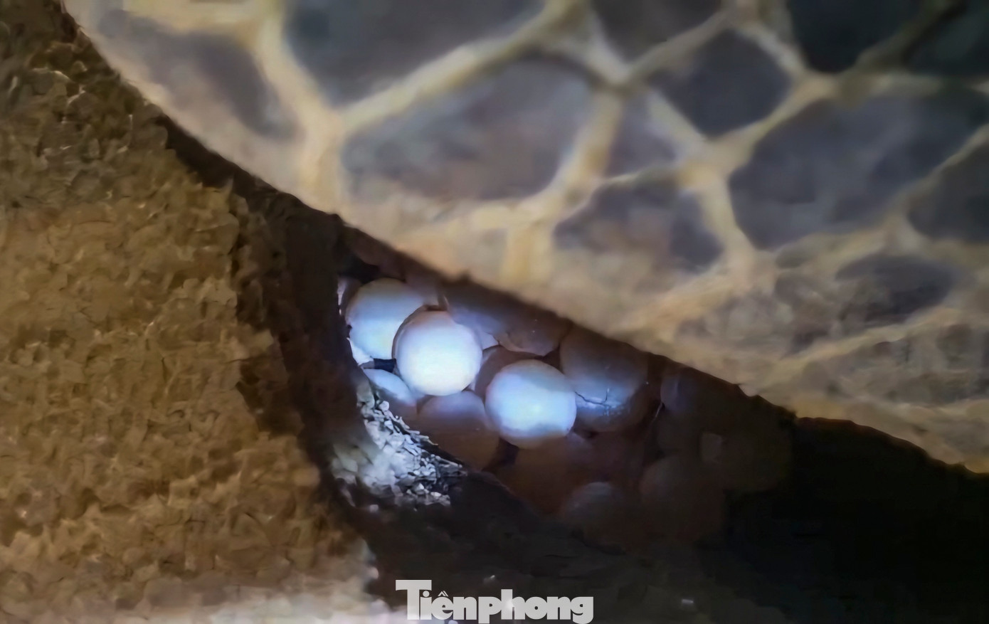 Theo lãnh đạo xã Nhơn Hải, nhiều khả năng đây chính là cá thể rùa đã lên bãi đẻ trứng trước đó. Ảnh: Vivu Nhơn Hải Theo lãnh đạo xã Nhơn Hải, nhiều khả năng đây chính là cá thể rùa đã lên bãi đẻ trứng trước đó. Ảnh: Vivu Nhơn Hải