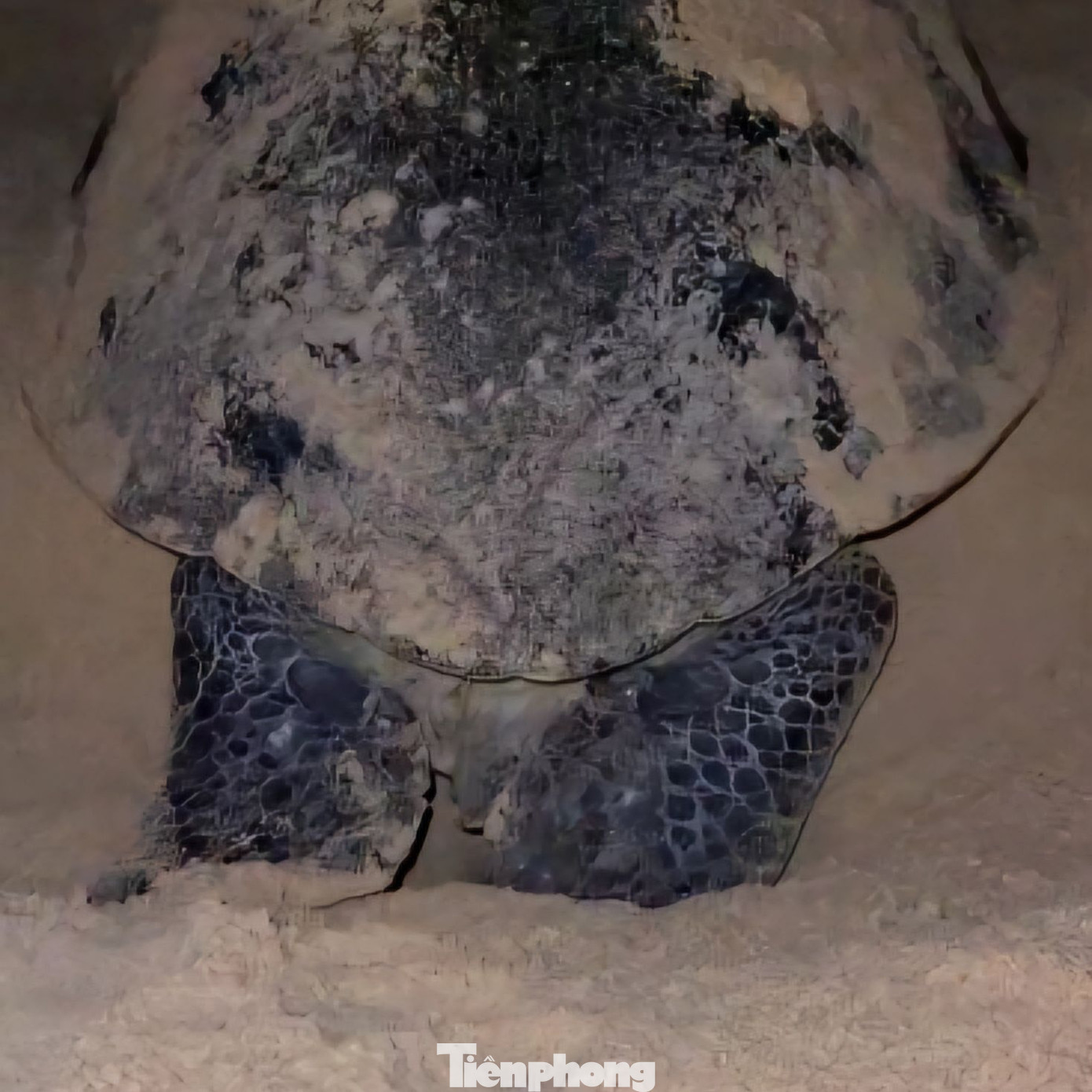 Rùa lên bãi biển Nhơn Hải đẻ trứng. Ảnh: Vivu Nhơn Hải Rùa lên bãi biển Nhơn Hải đẻ trứng. Ảnh: Vivu Nhơn Hải