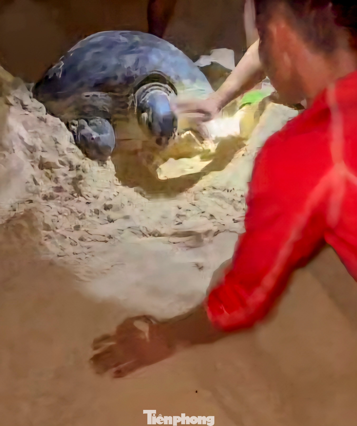 Người dân hỗ trợ đào cát, tạo luồng đi để rùa mẹ quay về biển sau khi đẻ xong. Ảnh: Vivu Nhơn Hải Người dân hỗ trợ đào cát, tạo luồng đi để rùa mẹ quay về biển sau khi đẻ xong. Ảnh: Vivu Nhơn Hải