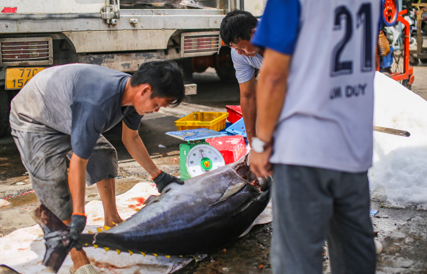 Hiện, giá cá ngừ sọc dưa được thương lái thu mua từ 22.000 - 25.000 đồng/kg, giá cá ngừ đại dương dao động khoảng từ 95.000 - 120.000 đồng/kg.