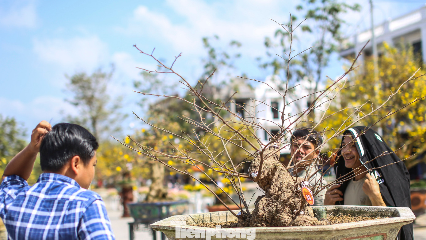Một gốc mai "khủng", hình thù độc đáo thu hút người xem. Ảnh: Trương Định