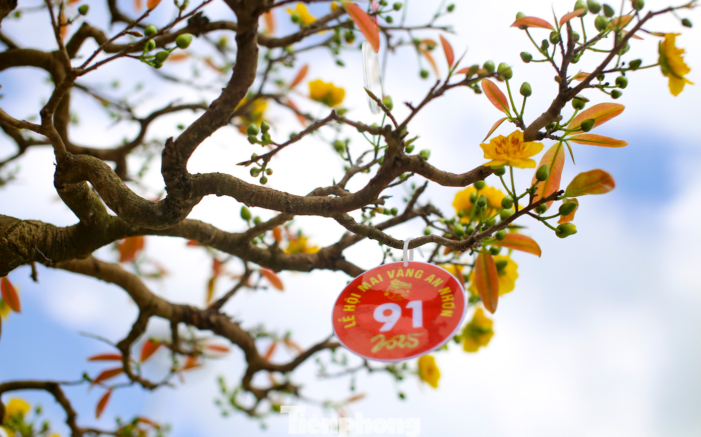 Quảng trường Trung tâm văn hóa thị xã An Nhơn là nơi trưng bày, quảng bá những tác phẩm mai vàng đến công chúng. Ảnh: Trương Định