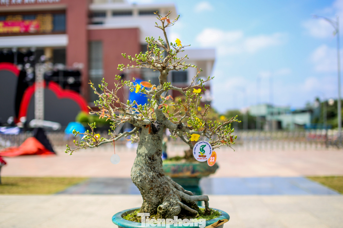 Những tác phẩm mai vàng cổ thụ, dáng thế độc lạ có giá trị kinh tế cao. Ảnh: Trương Định