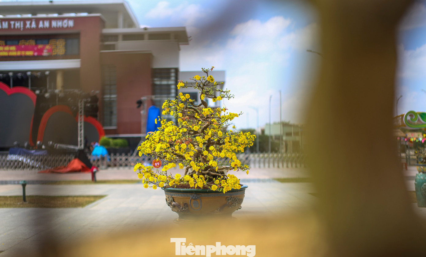 Mai vàng, một biểu tượng của mùa xuân miền Trung, loài hoa quen thuộc với mỗi dịp Tết đến Xuân về và cũng là đặc sản văn hóa của thị xã An Nhơn. Ảnh: Trương Định