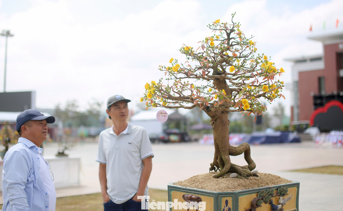 Một số tác phẩm mai vàng độc đáo. Ảnh: Trương Định