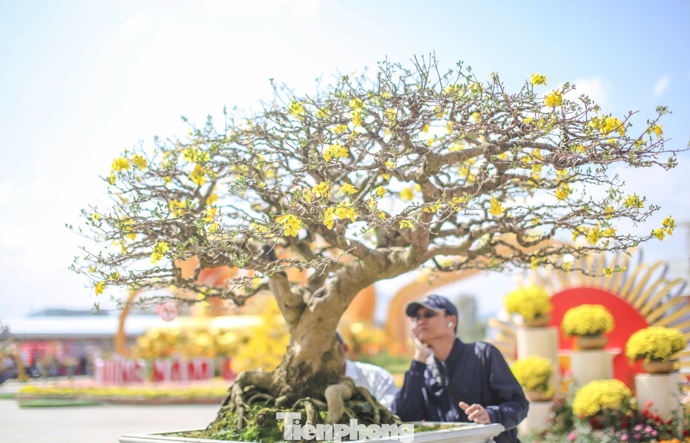 Lễ hội là dịp để người xem chiêm ngưỡng những tác phẩm mai vàng siêu khủng, siêu đẹp. Ảnh: Trương Định