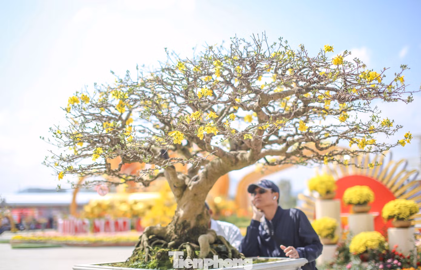 Lễ hội là dịp để người xem chiêm ngưỡng những tác phẩm mai vàng siêu khủng, siêu đẹp. Ảnh: Trương Định